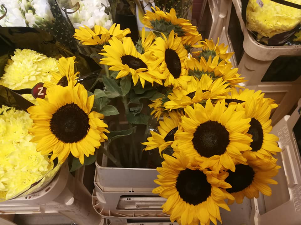 Ziedi telpu dekorēšanai