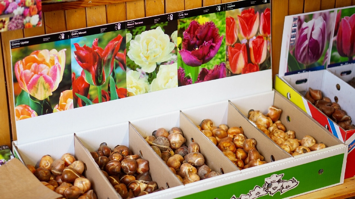 Ziedu veikals "Bukete"