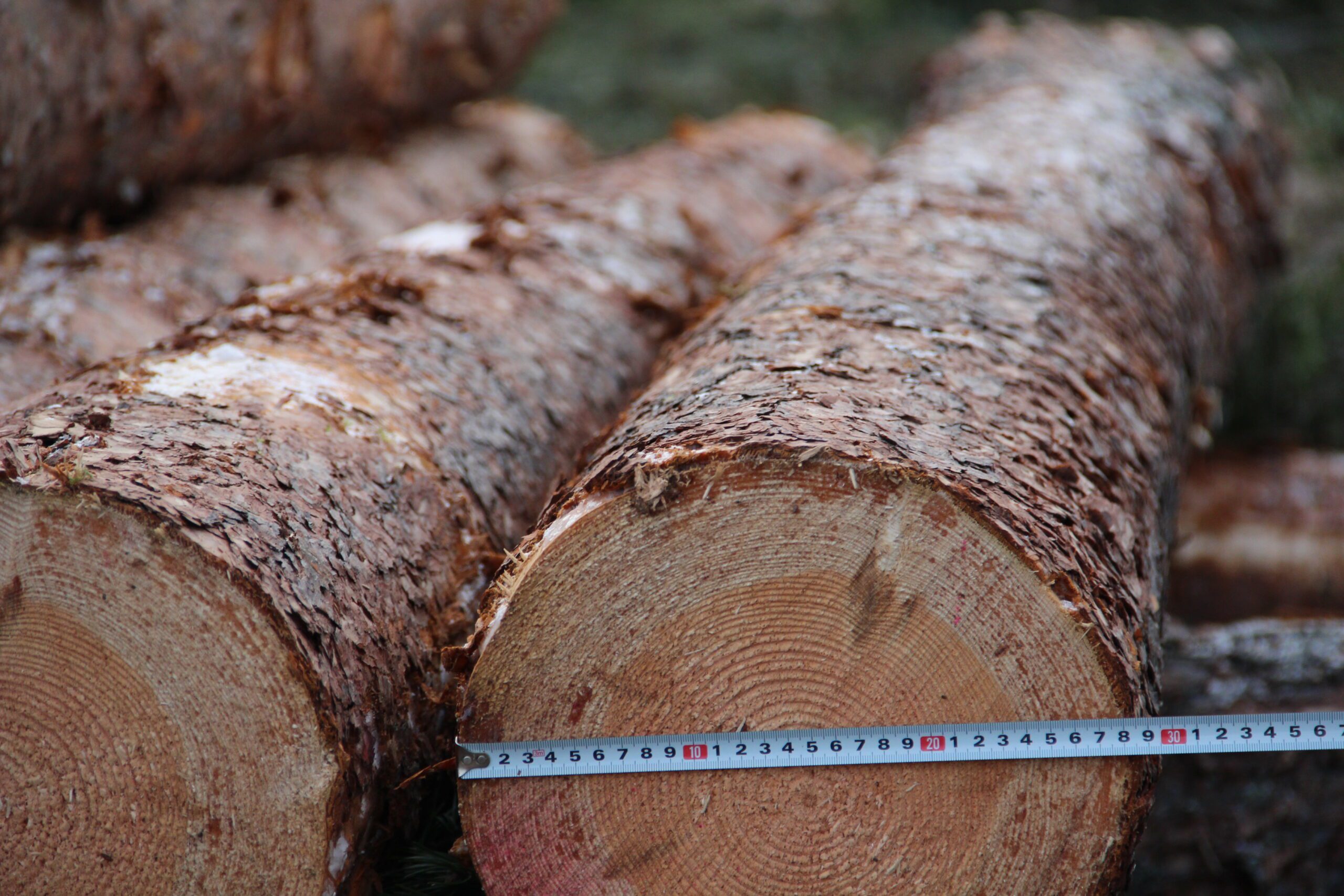 apaļkoku iepirkšana