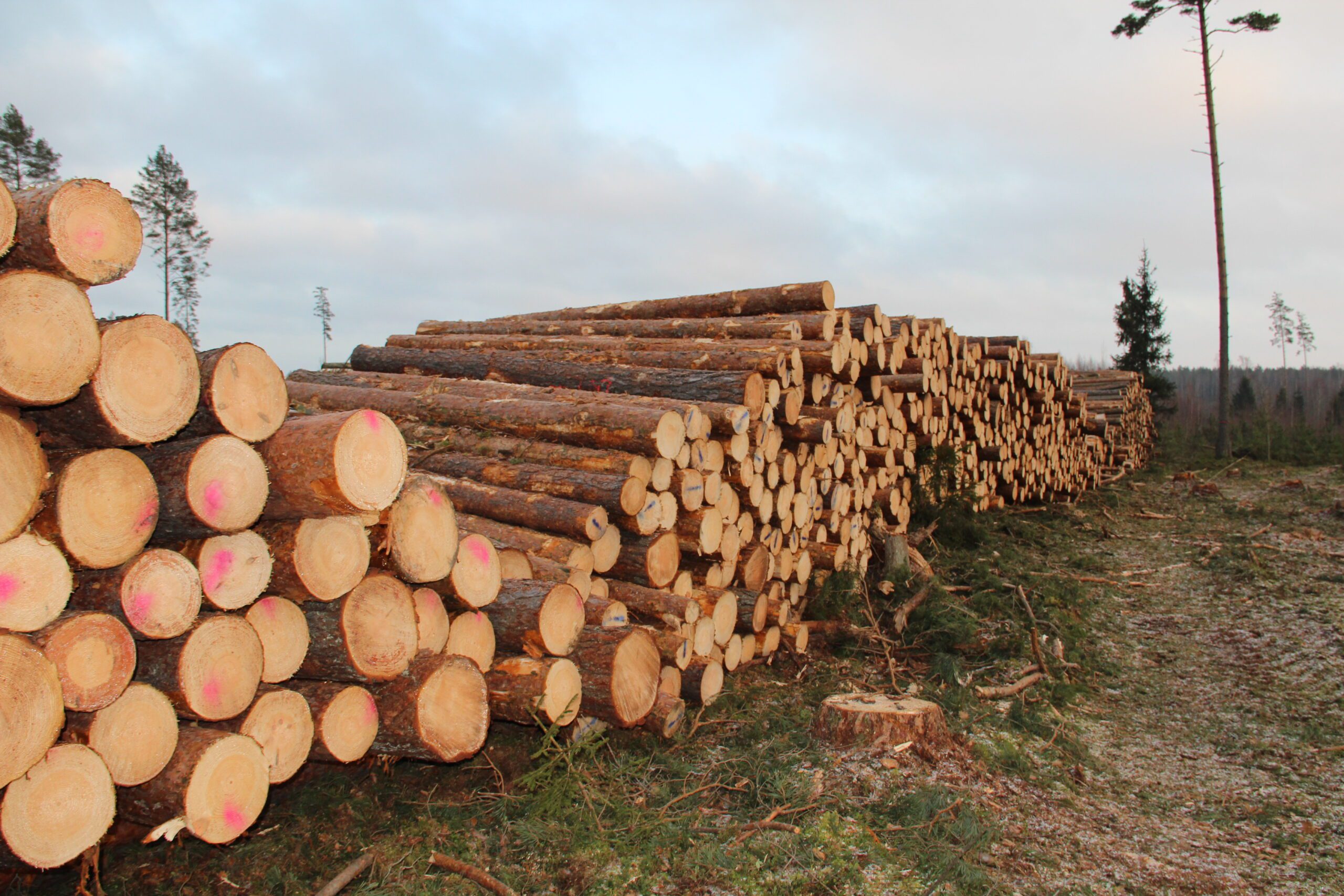 apaļkoku iepirkšana