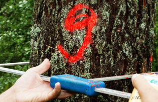 Meža apsaimniekošana