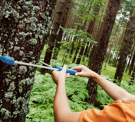 Meža apsaimniekošana