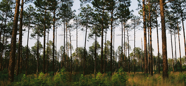 Meža apsaimniekošana