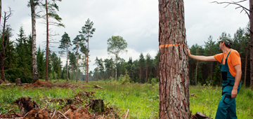 Meža apsaimniekošana