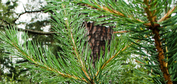 Meža apsaimniekošana