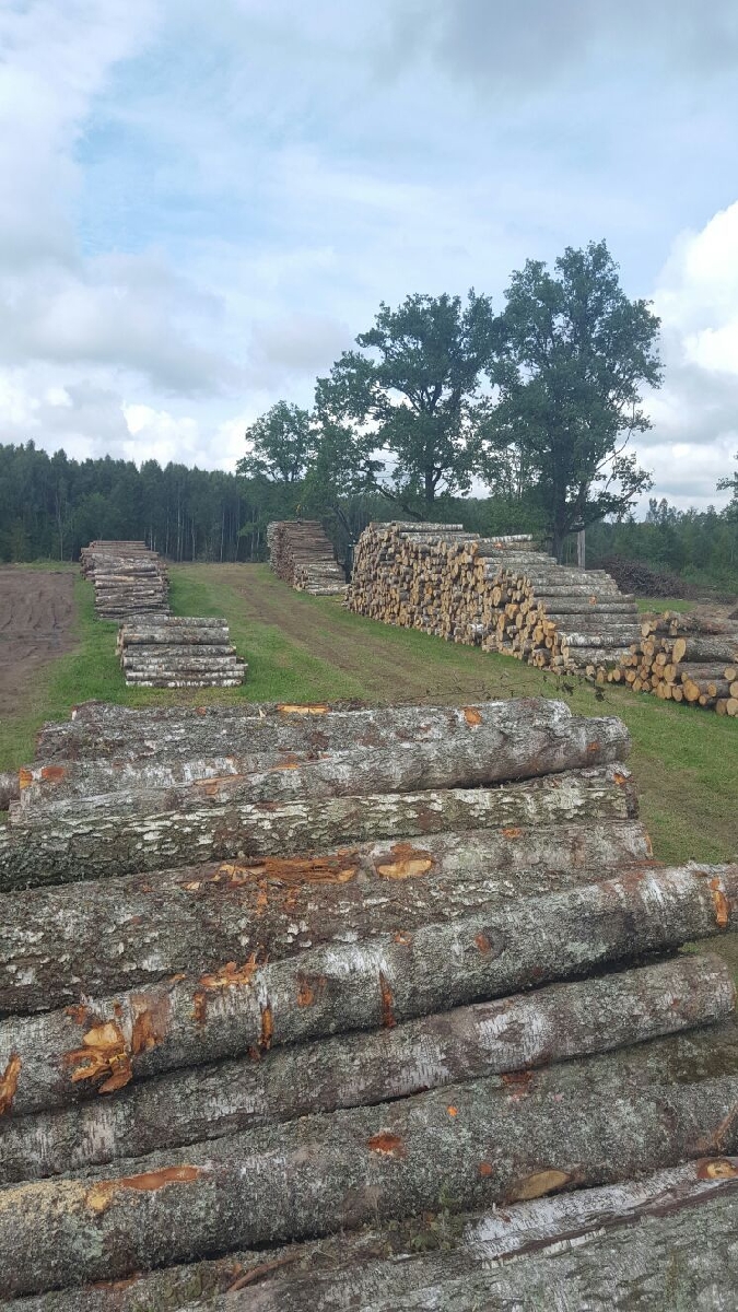 Koku dastošana