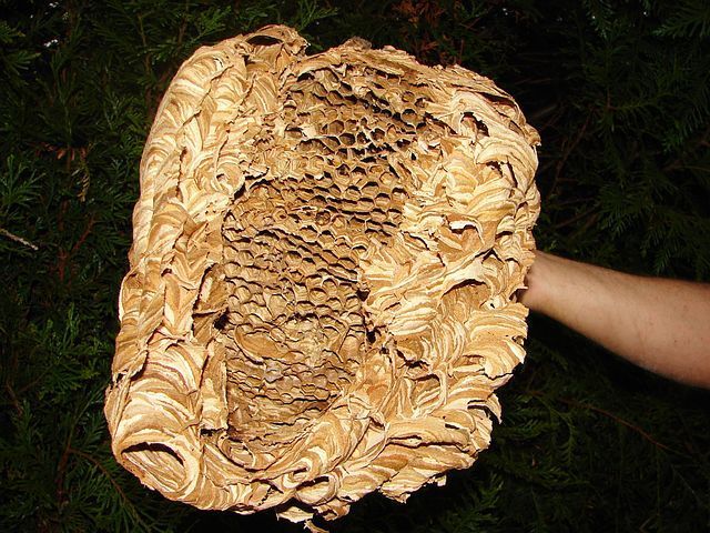 Kukaiņu iznīcināšana