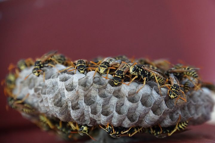 Lapseņu apkarošana