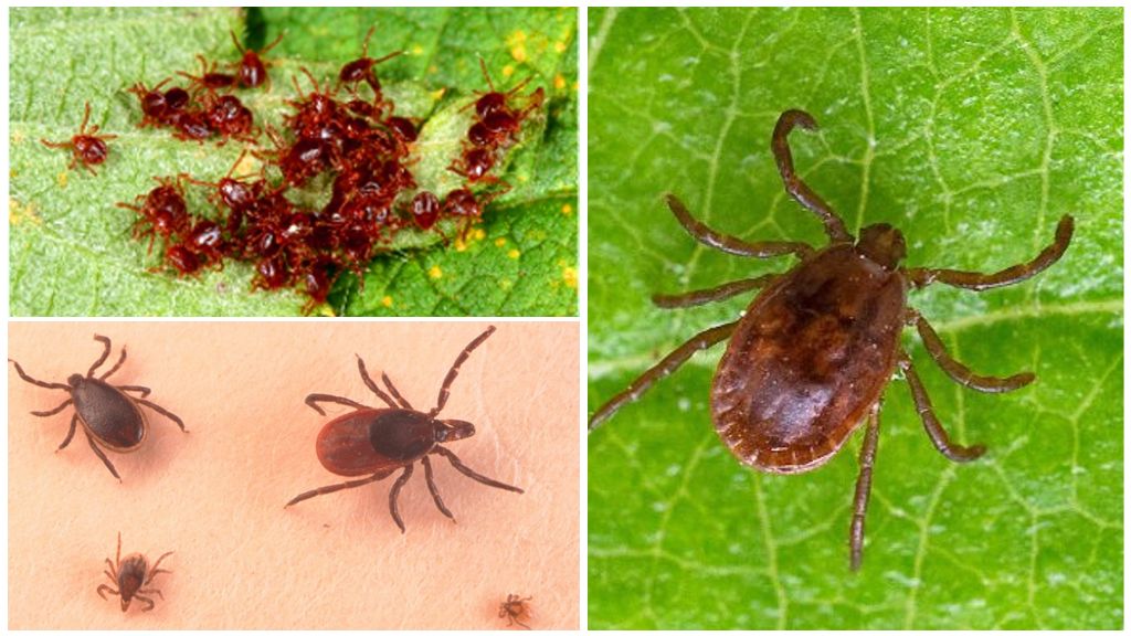 Deratizācijas, dezinsekcijas pakalpojumi