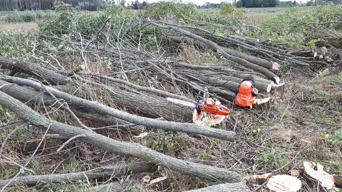 Mežizstrāde un mežkopība. Teritoriju sakopšana, koku izzāģēšana, zāles pļaušana un mulčēšana, zaru šķeldošana