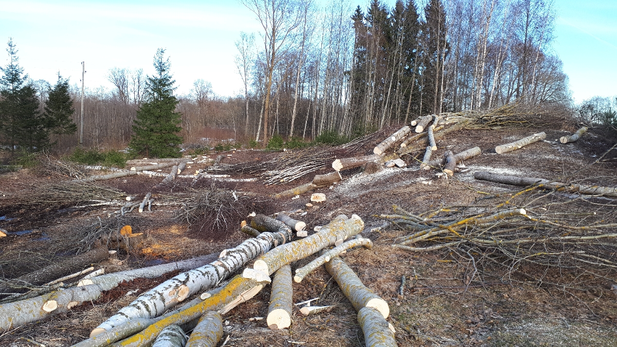 Mežizstrāde un mežkopība. Teritoriju sakopšana, koku izzāģēšana, zāles pļaušana un mulčēšana, zaru šķeldošana