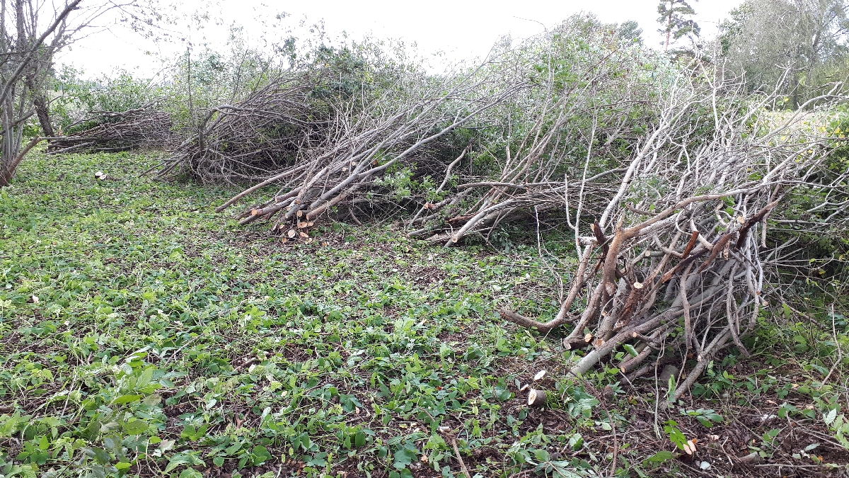 Mežizstrāde un mežkopība. Teritoriju sakopšana, koku izzāģēšana, zāles pļaušana un mulčēšana, zaru šķeldošana