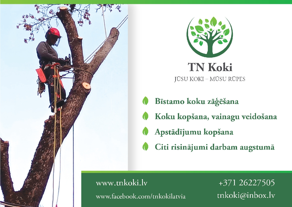 Tn koki, bīstamo koku zāģēšana