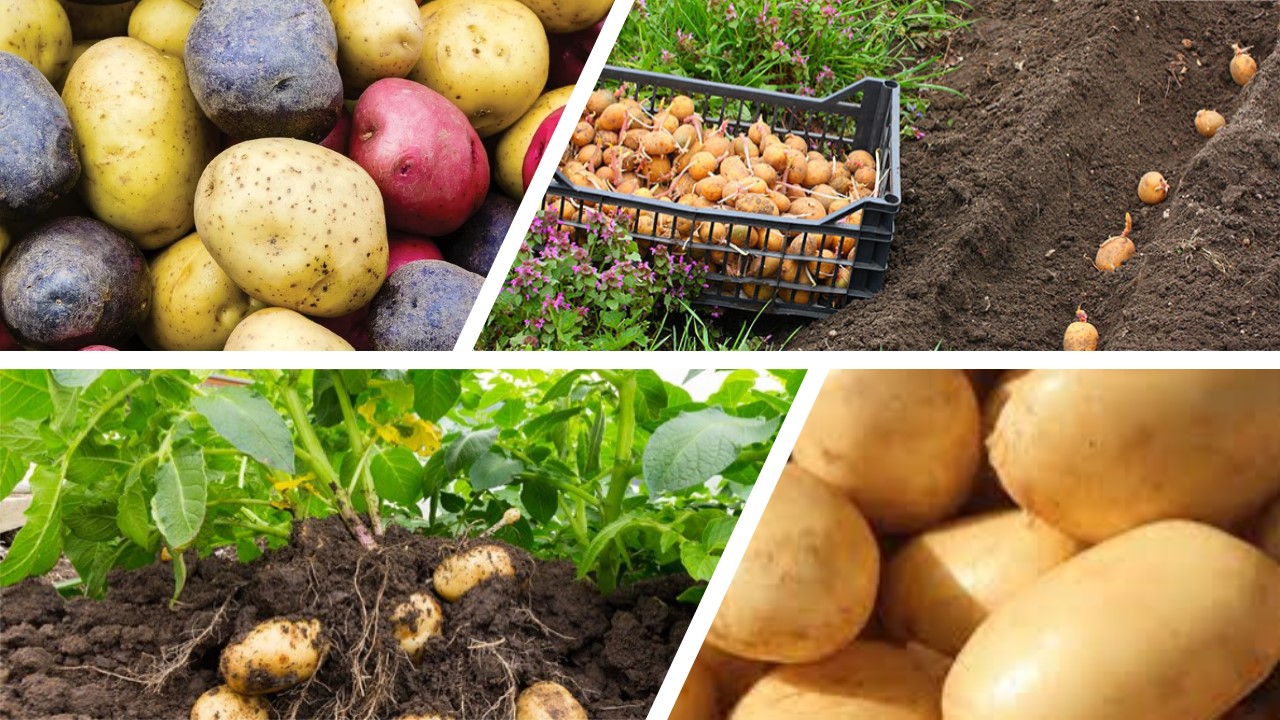 Kartupeļi un kartupeļu stādi