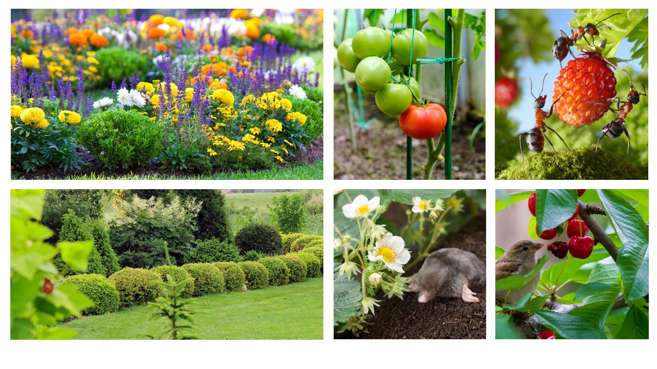 Preces dārza augu kopšanai