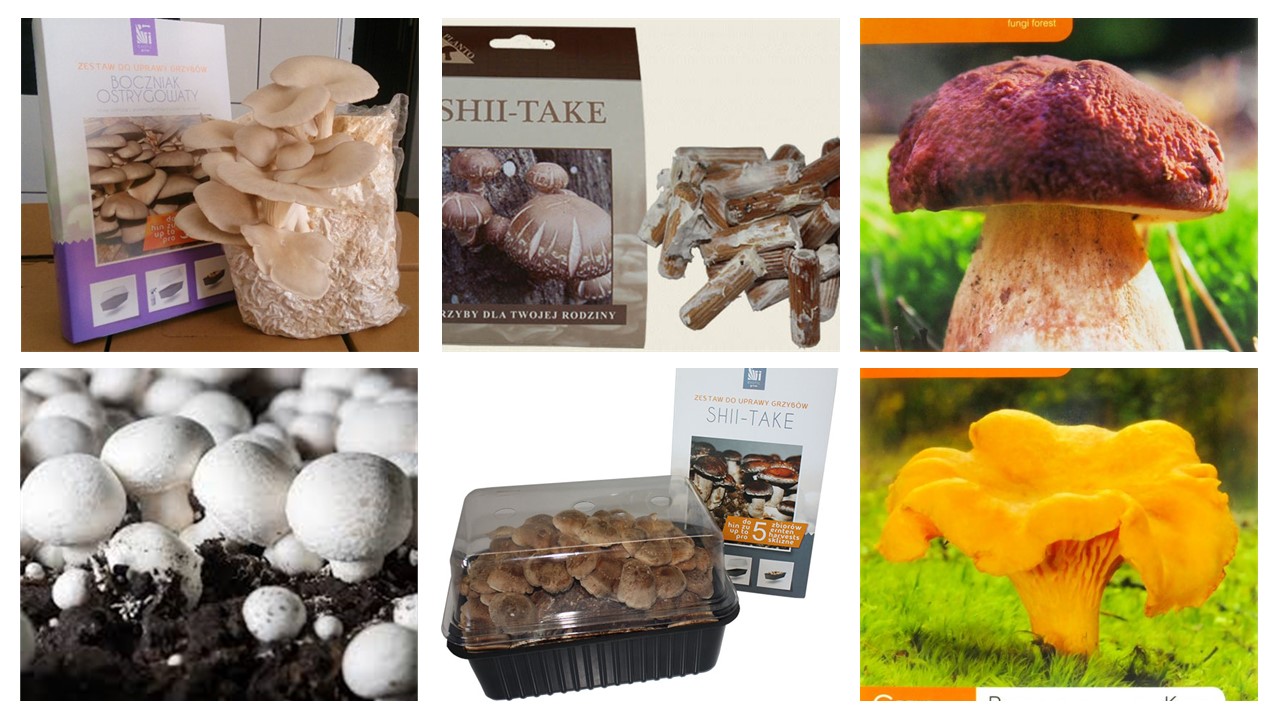Sēnes, sēņu audzēšanas komplekti
