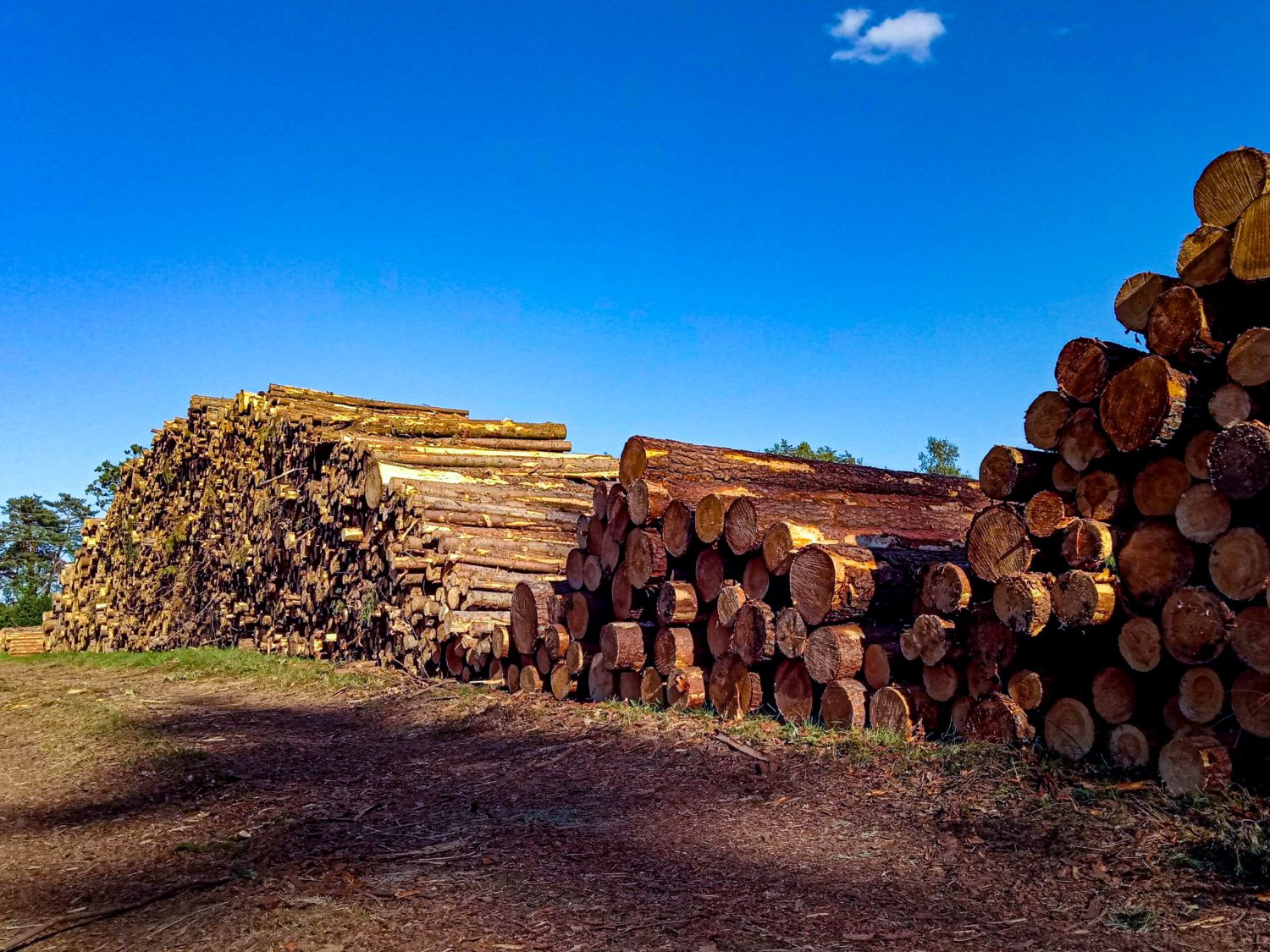 Apaļkoku tirdzniecība