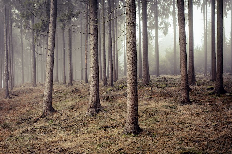 Mežu apsaimniekošana