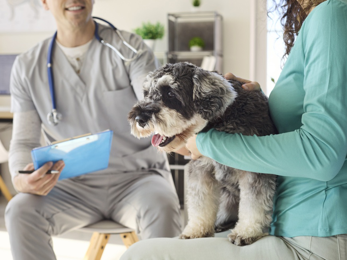 Veterinārās konsultācijas