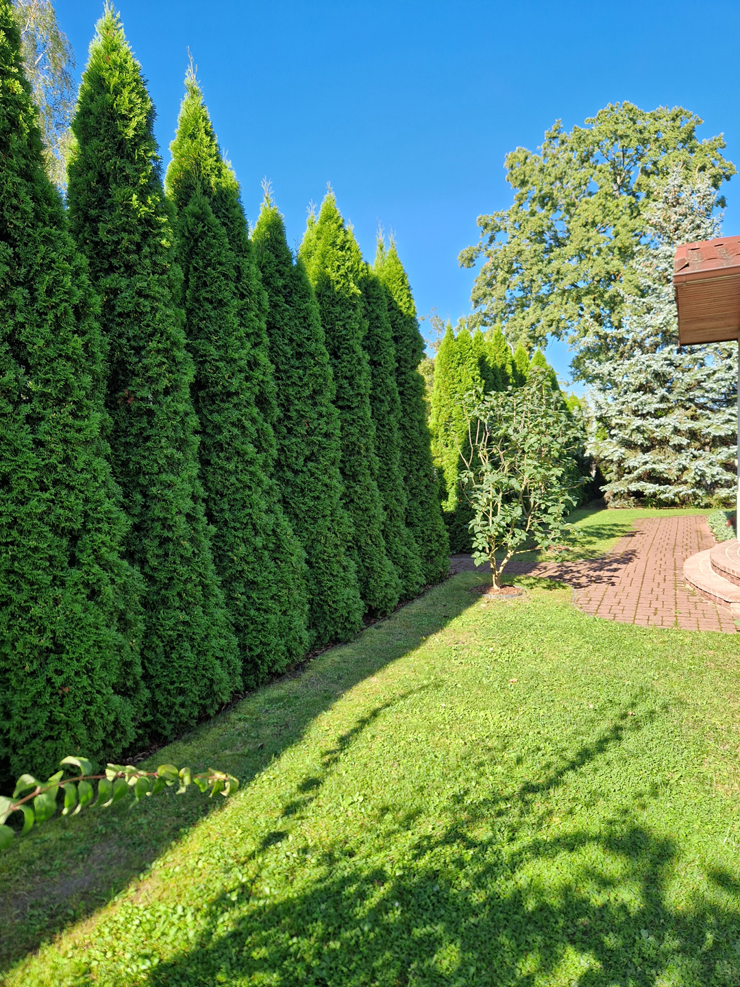 dzīvžoga stādīšana