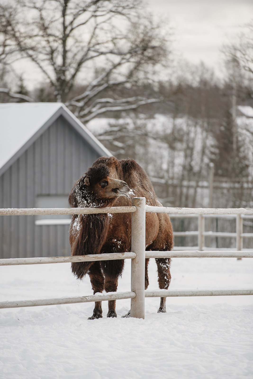 Siguldas ZOO