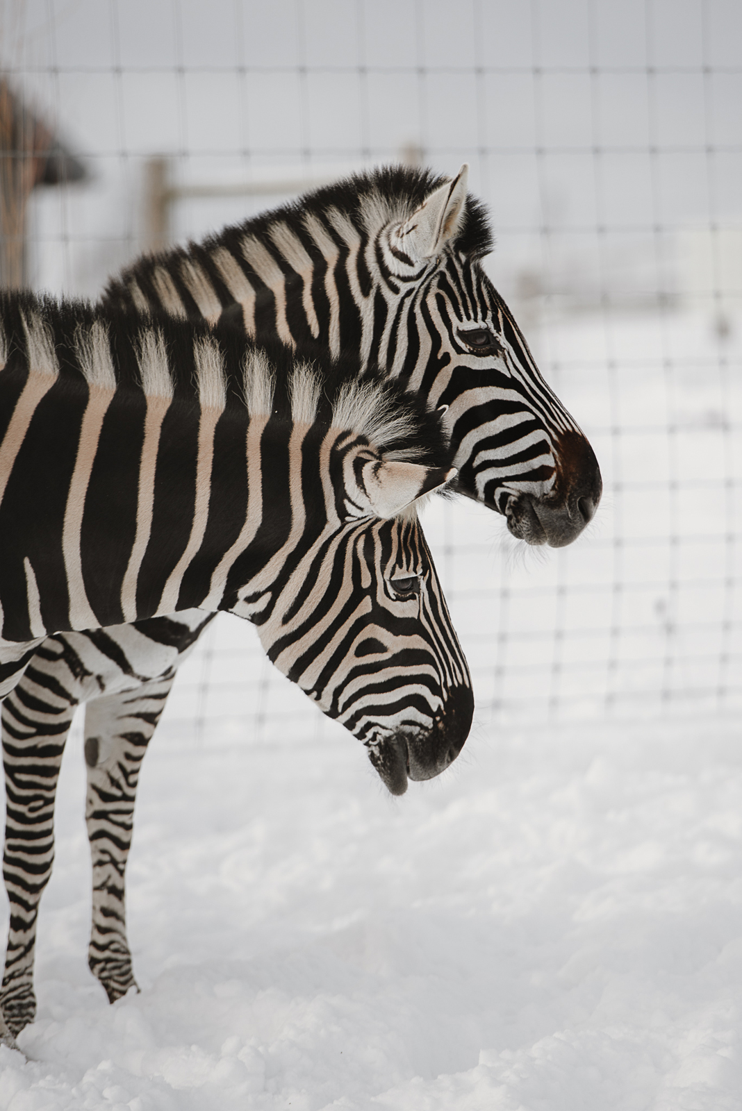 Siguldas ZOO