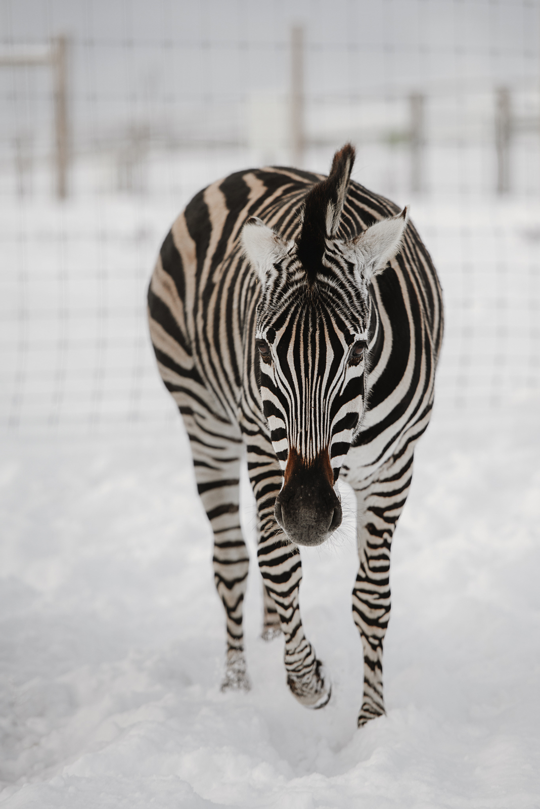 Siguldas ZOO