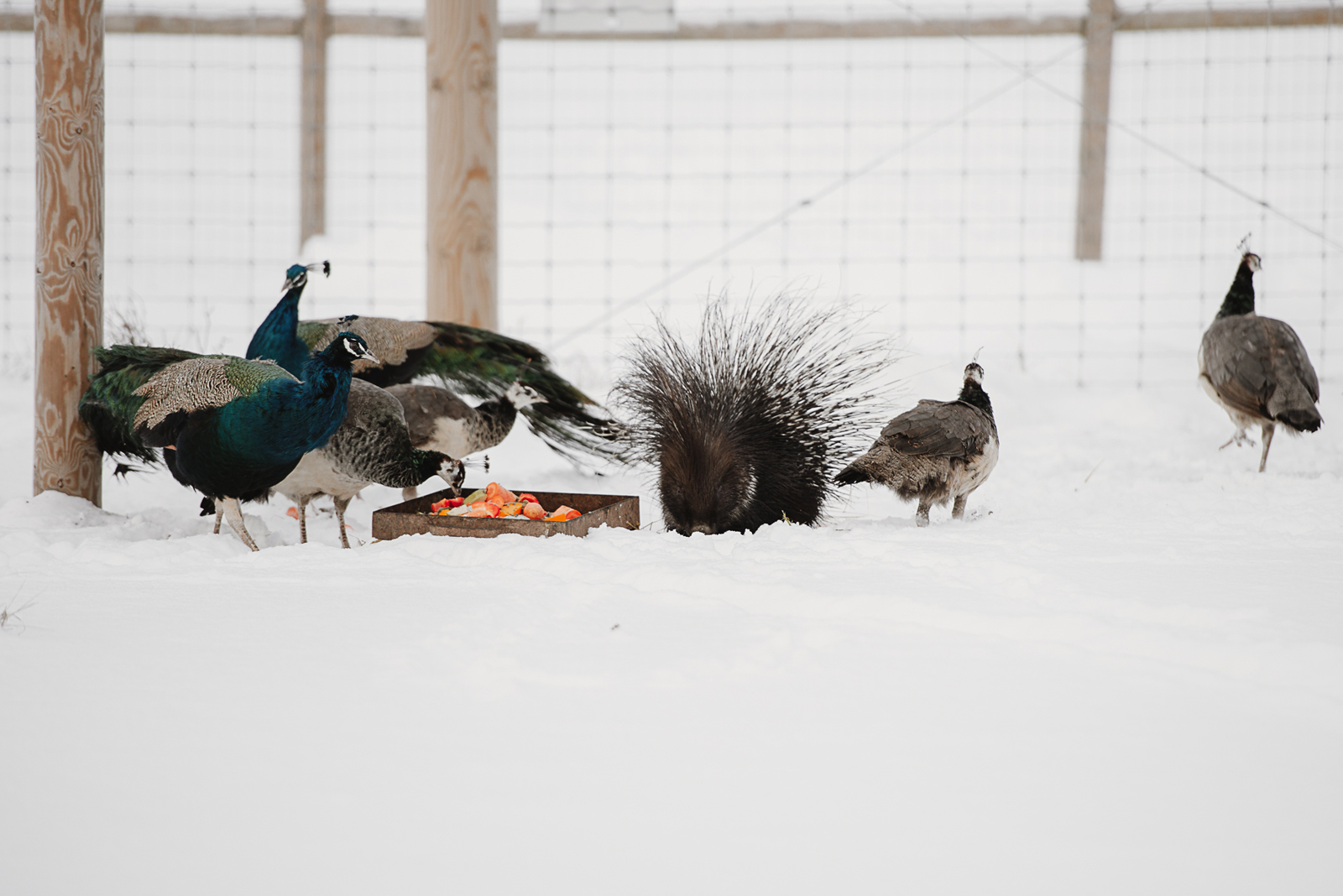 Siguldas ZOO