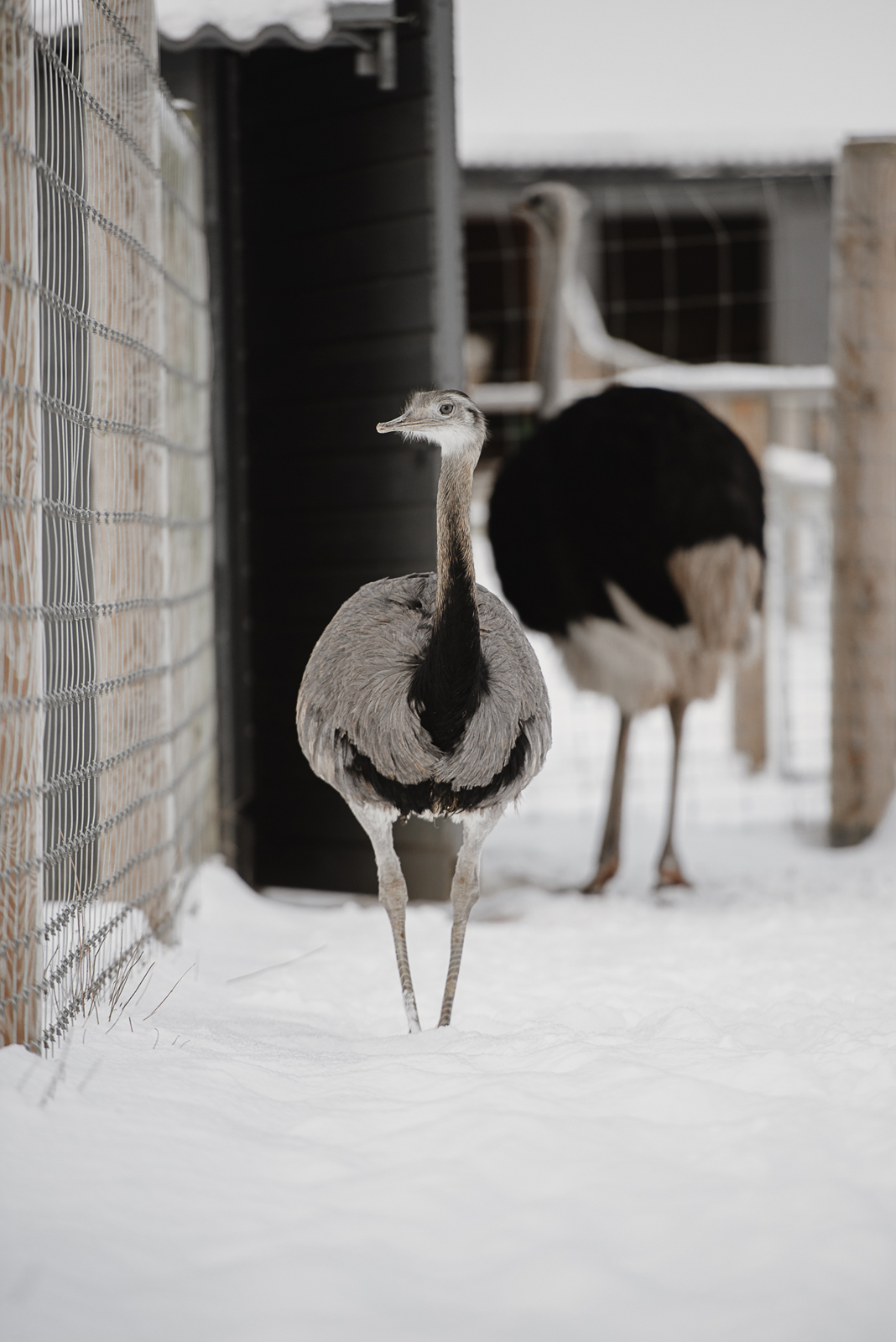 Siguldas ZOO