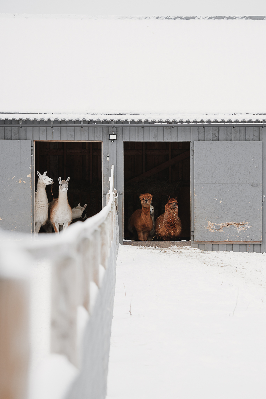 Siguldas ZOO
