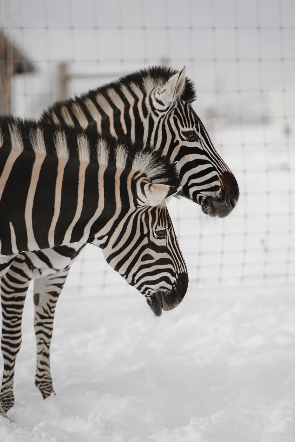zebras