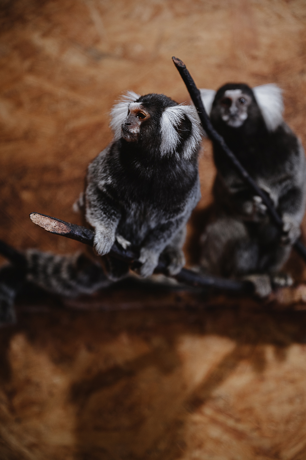 Siguldas ZOO