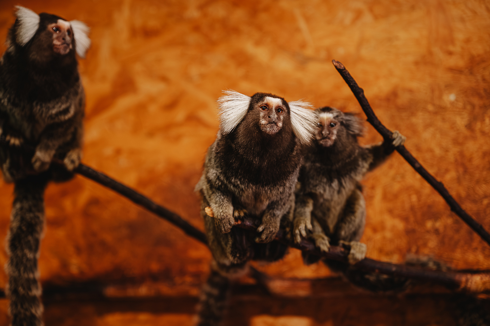 Siguldas ZOO