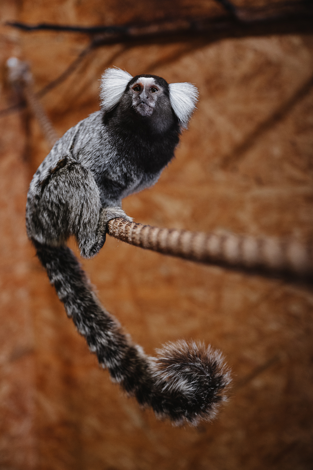 Siguldas ZOO