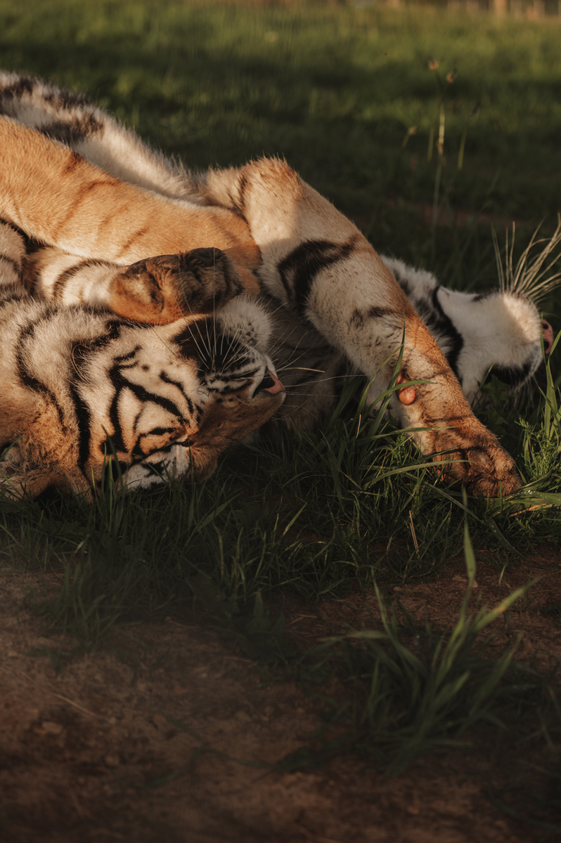 lepnie un spēkpilnie tīģeri