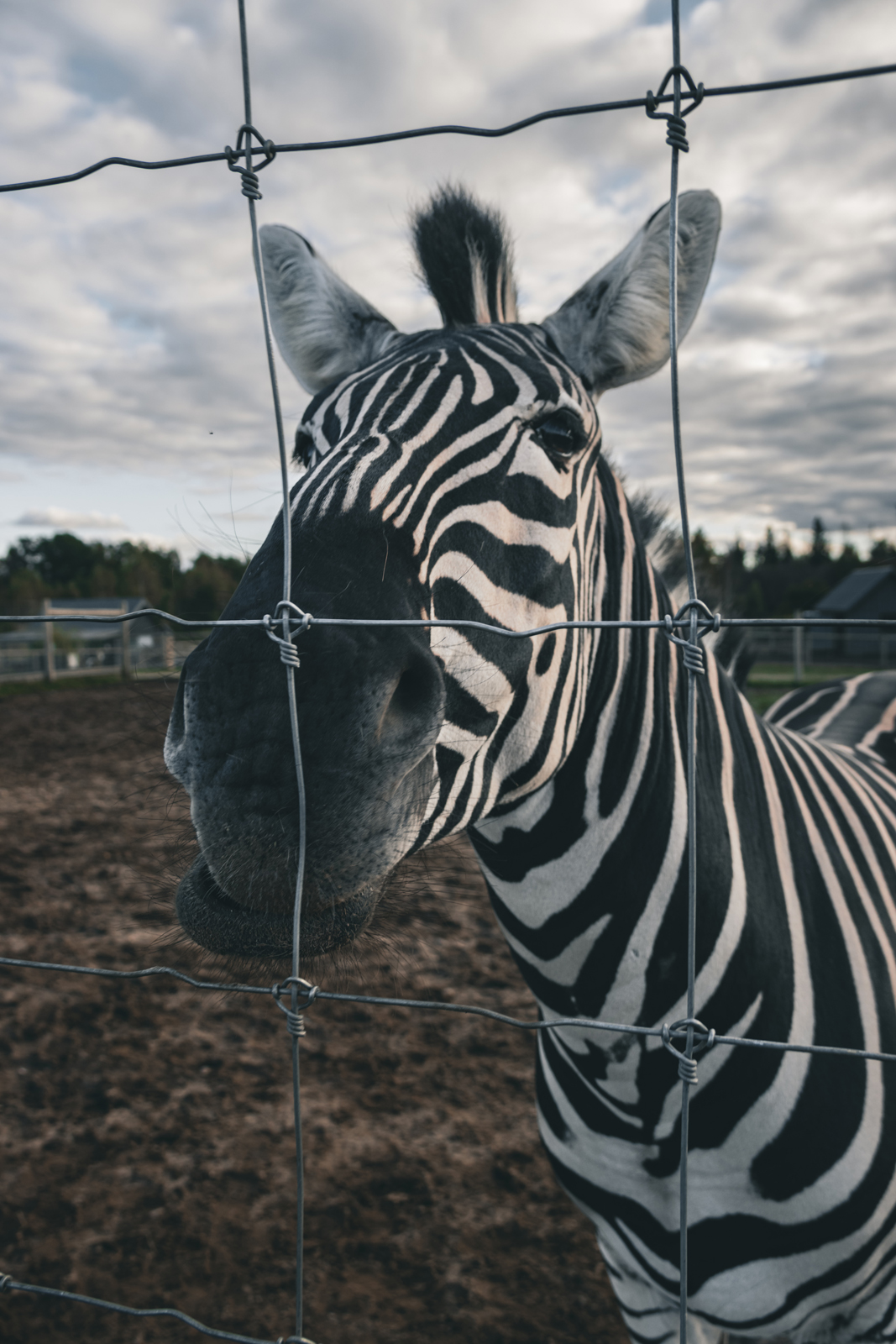 Siguldas ZOO