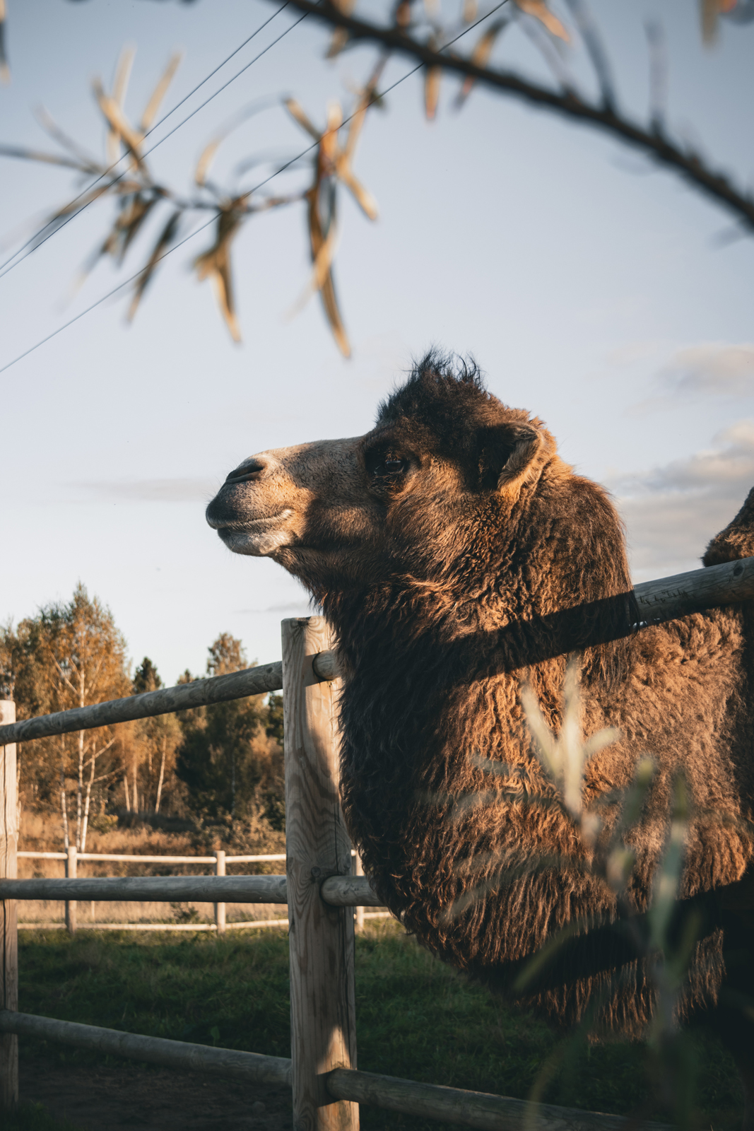 Siguldas ZOO