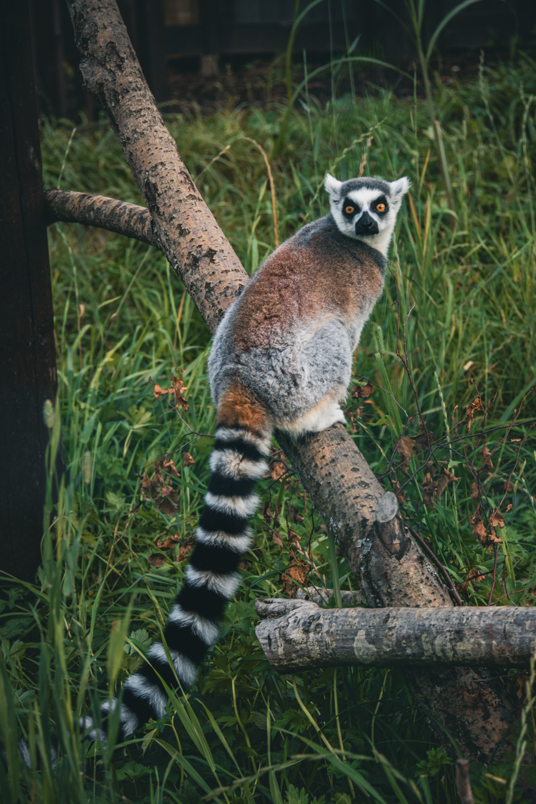 Siguldas ZOO