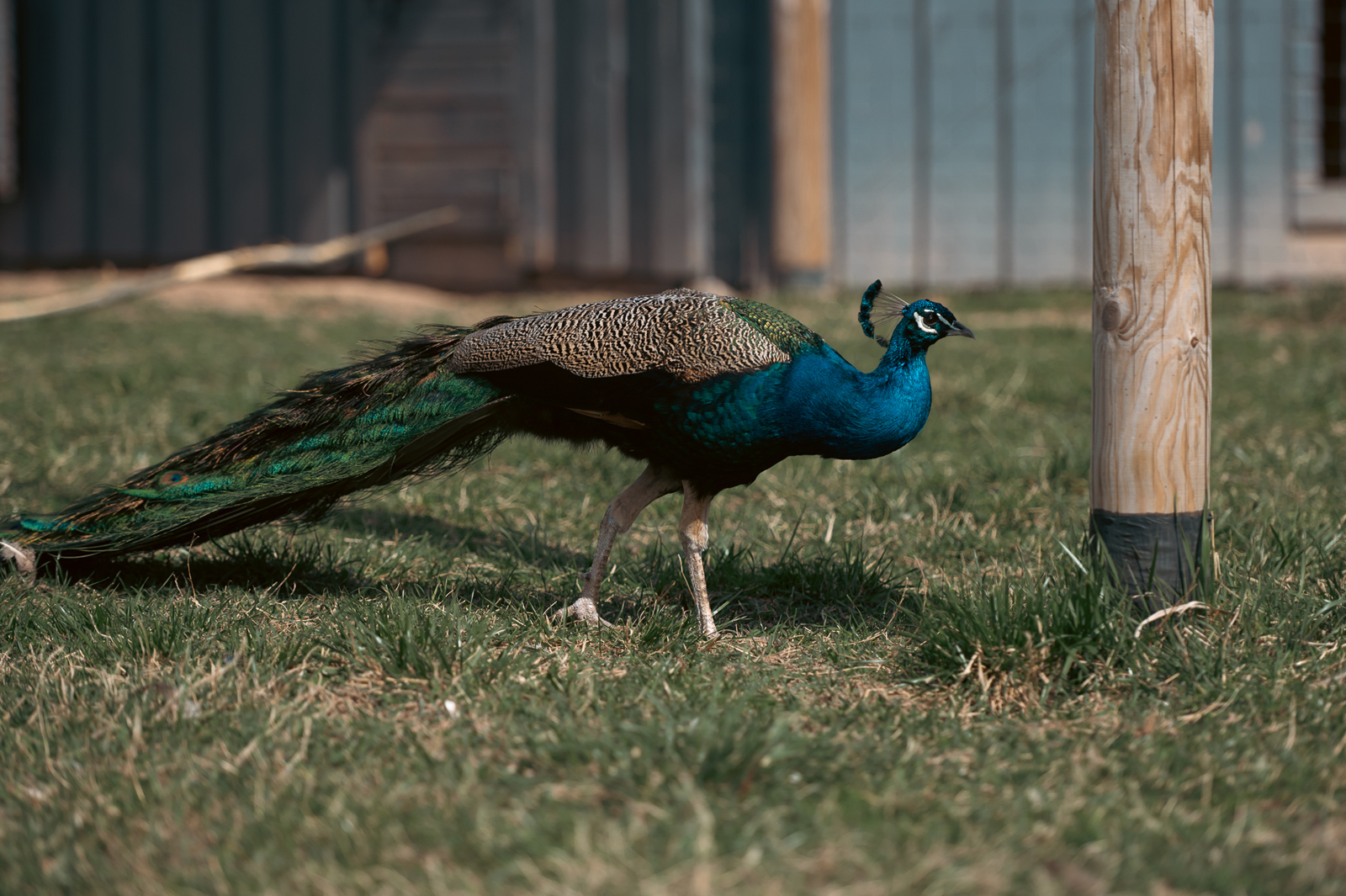 Siguldas ZOO