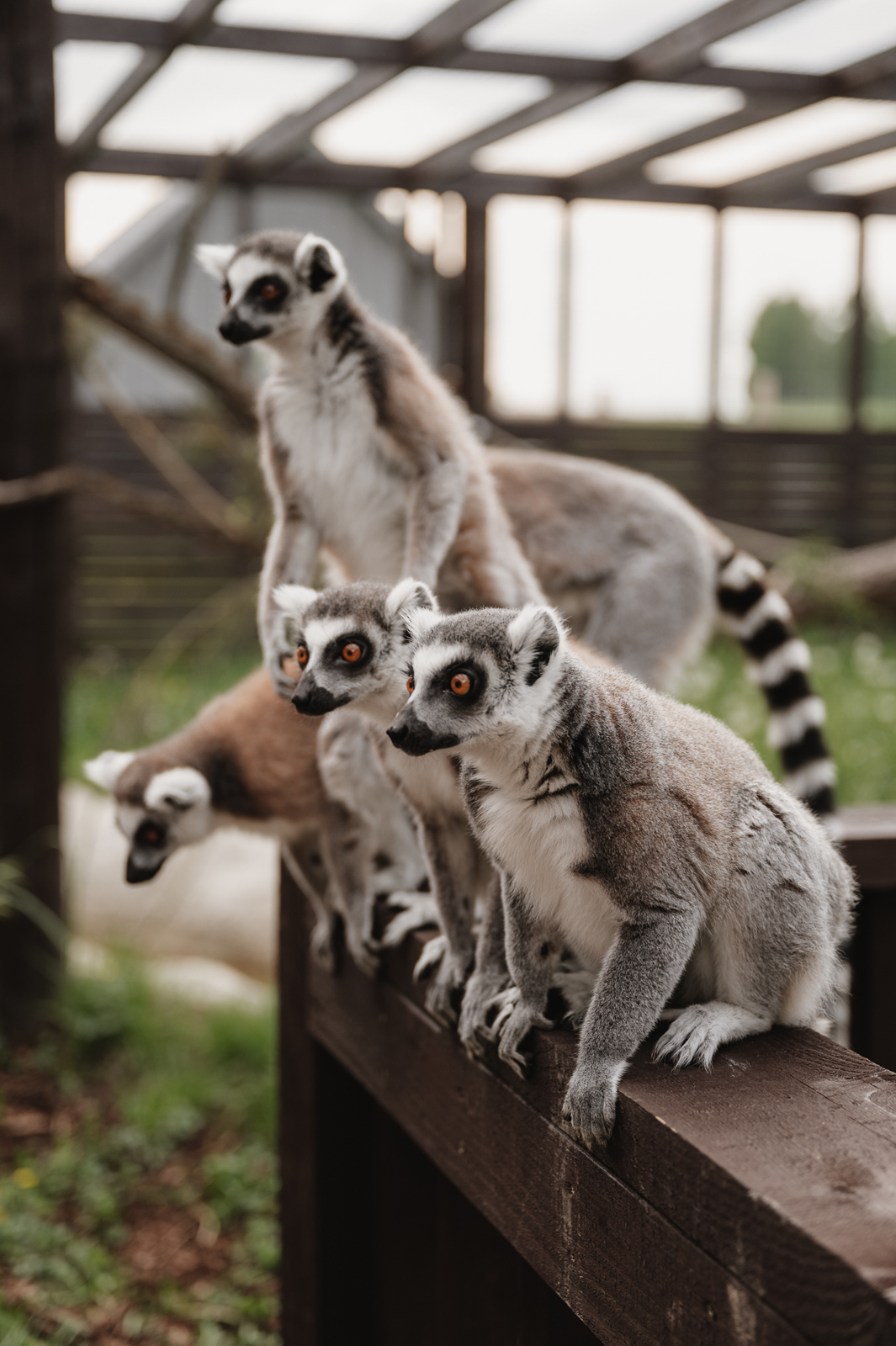 Siguldas ZOO
