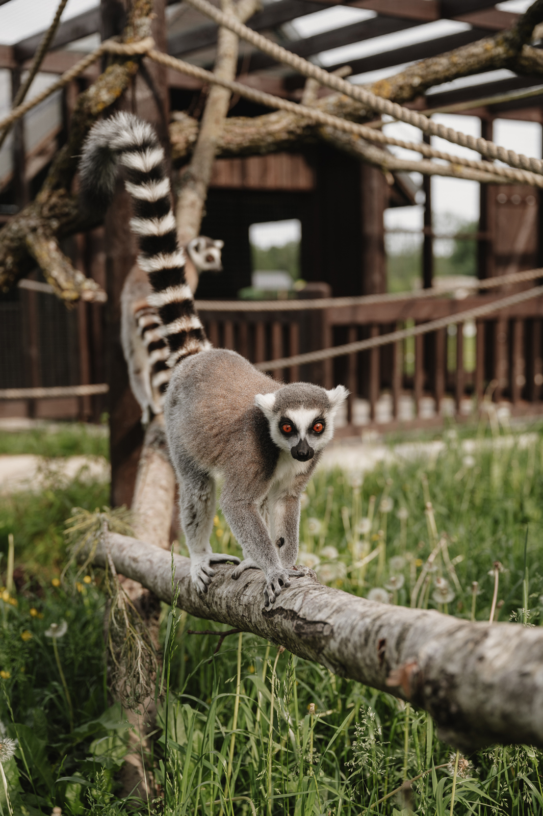 Siguldas ZOO
