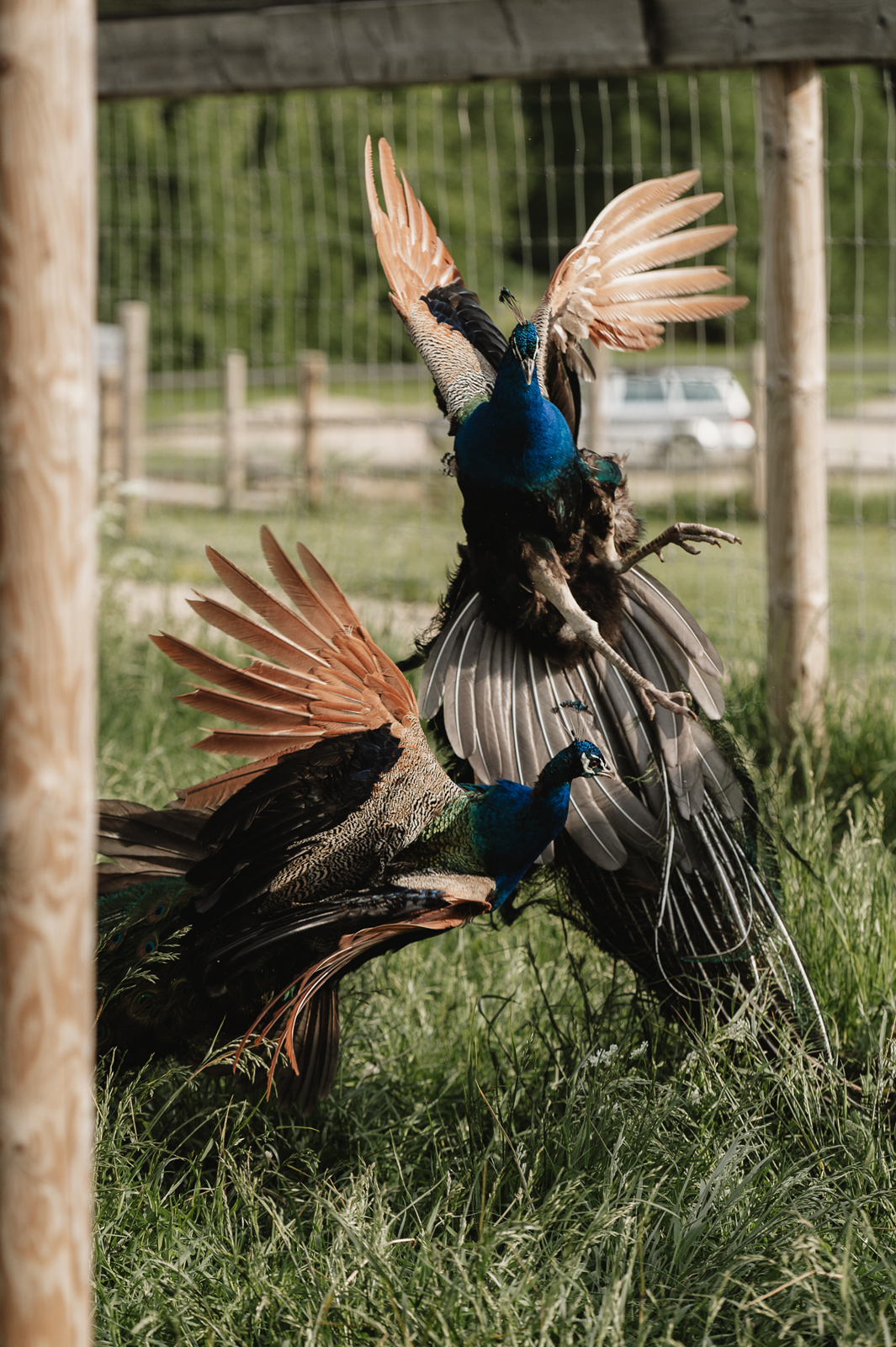 Siguldas ZOO