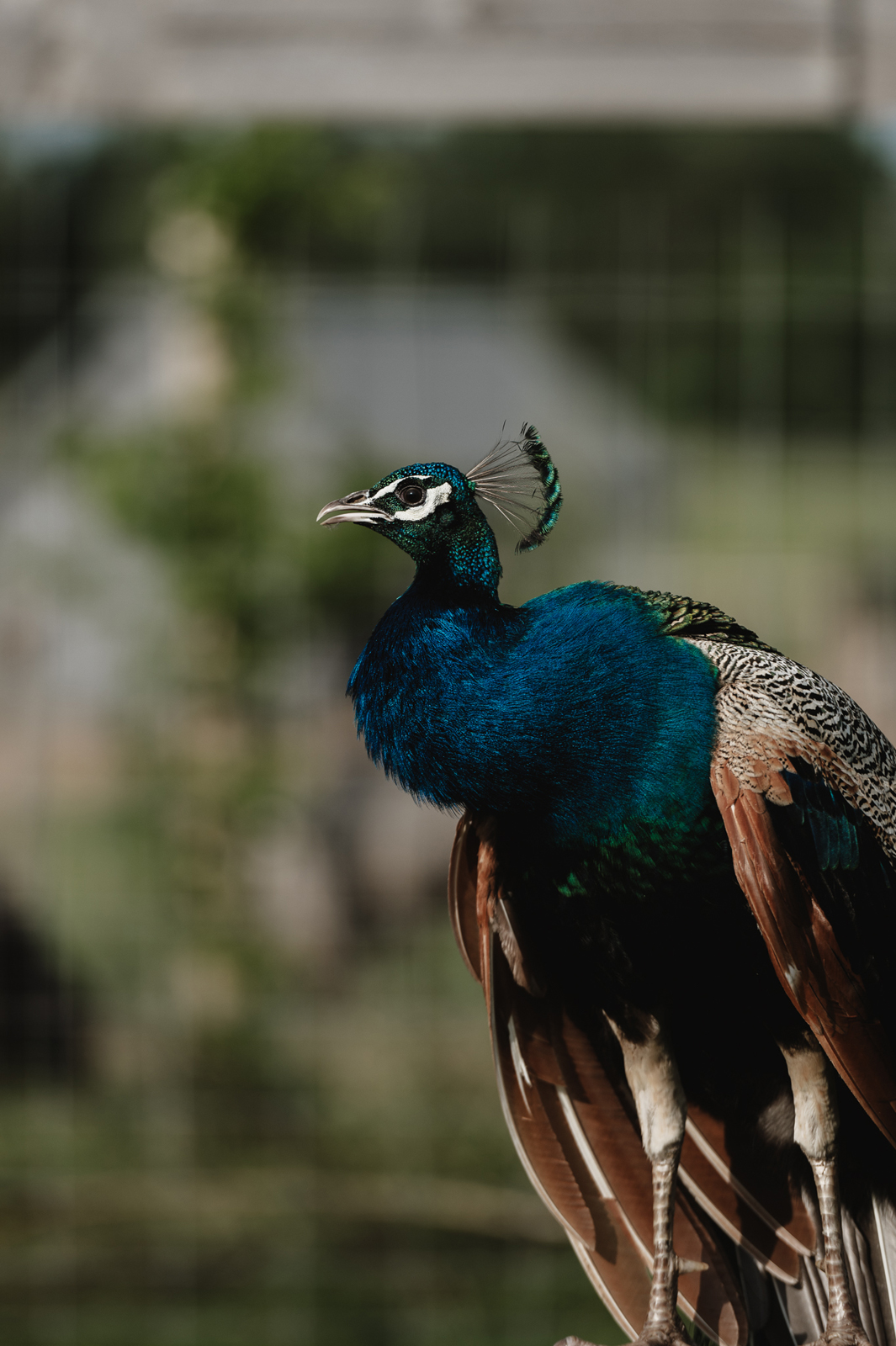 Siguldas ZOO