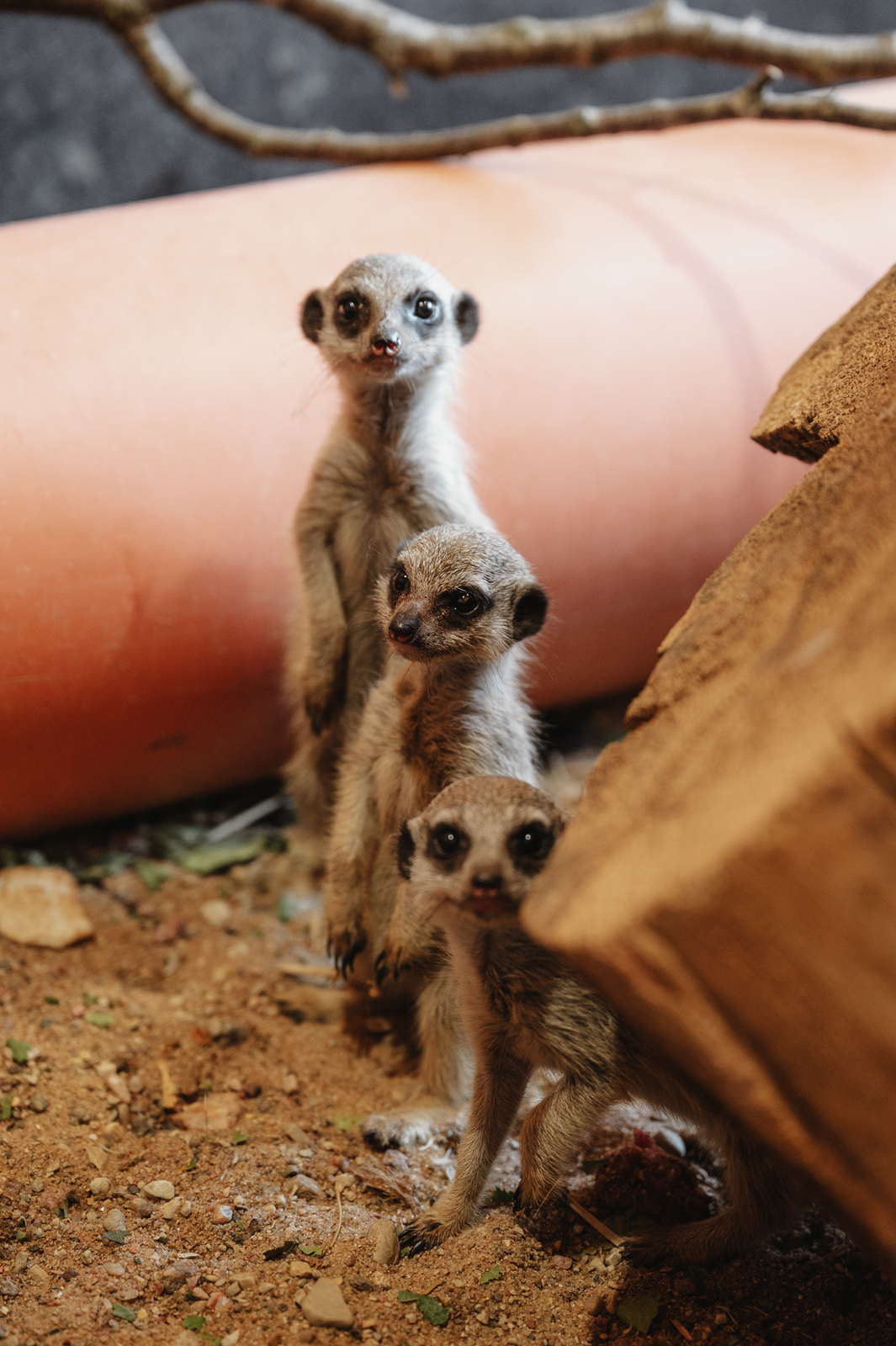 Siguldas ZOO