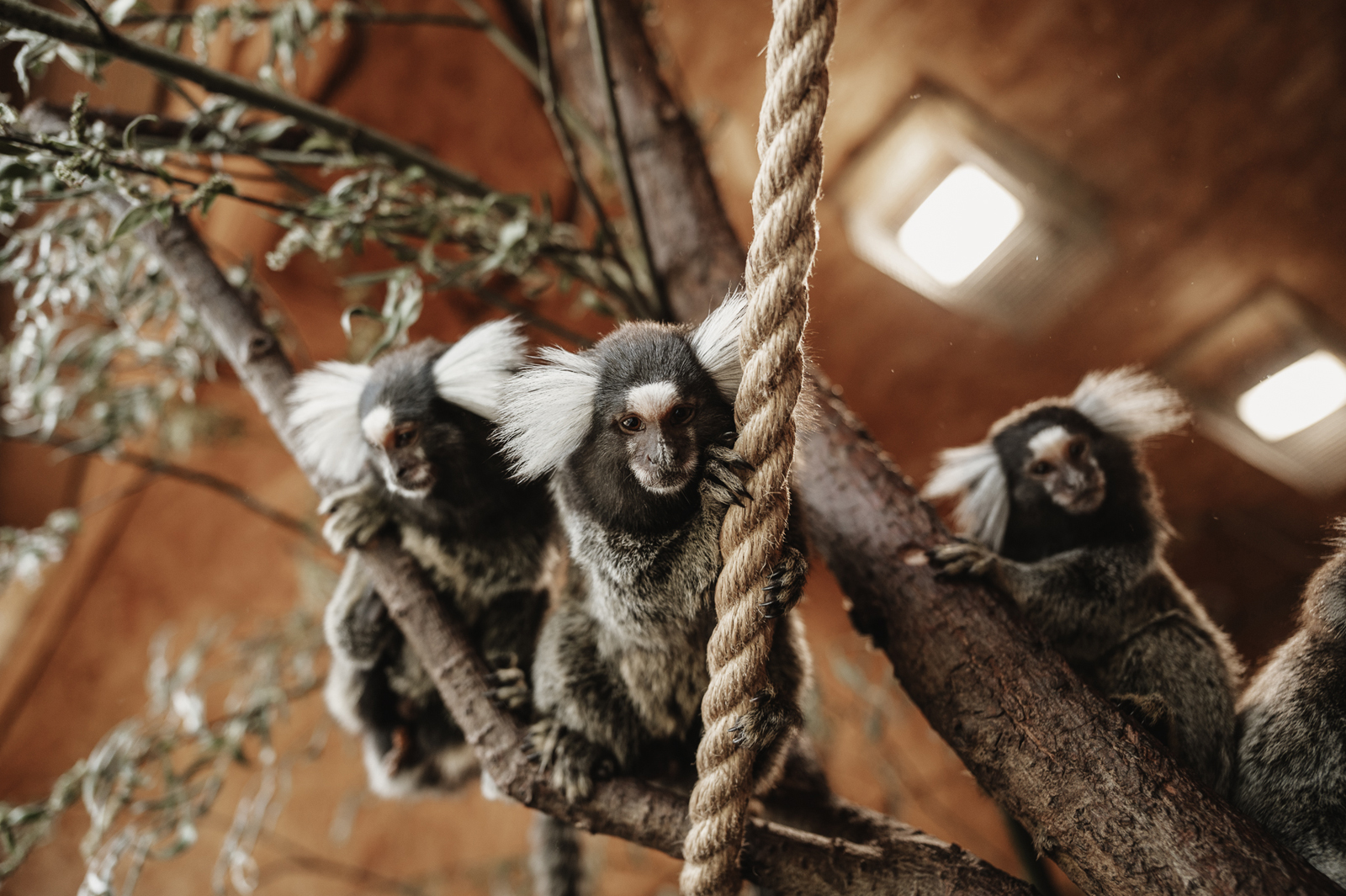Siguldas ZOO