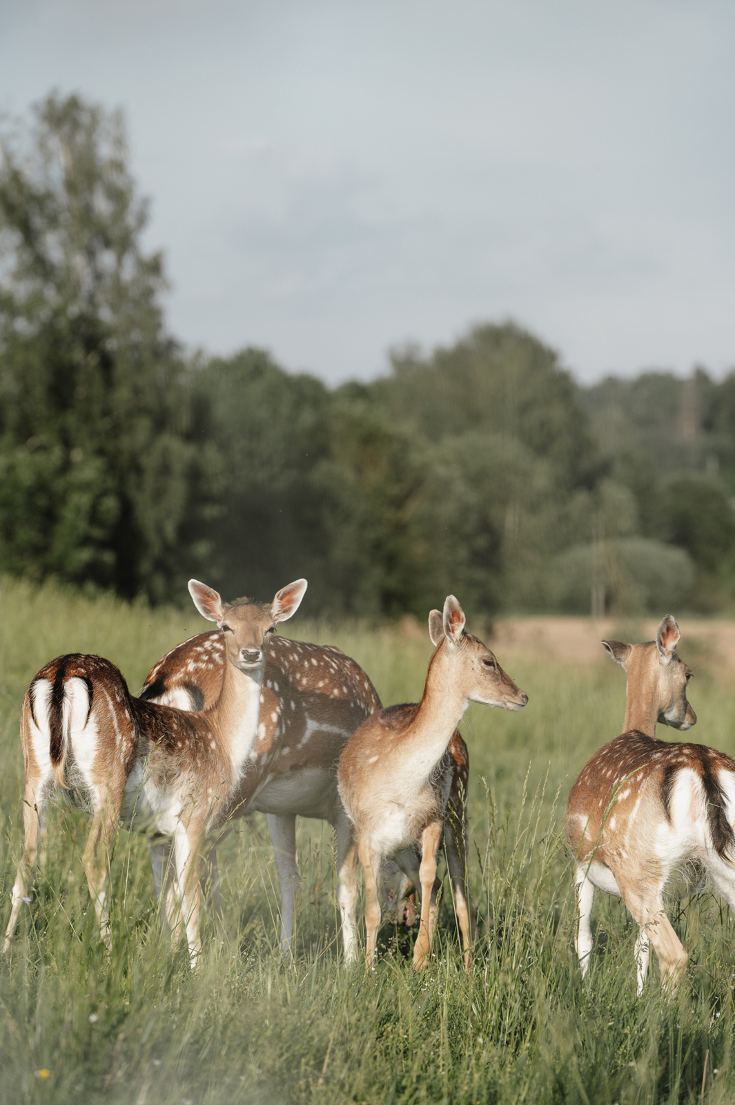 Siguldas ZOO