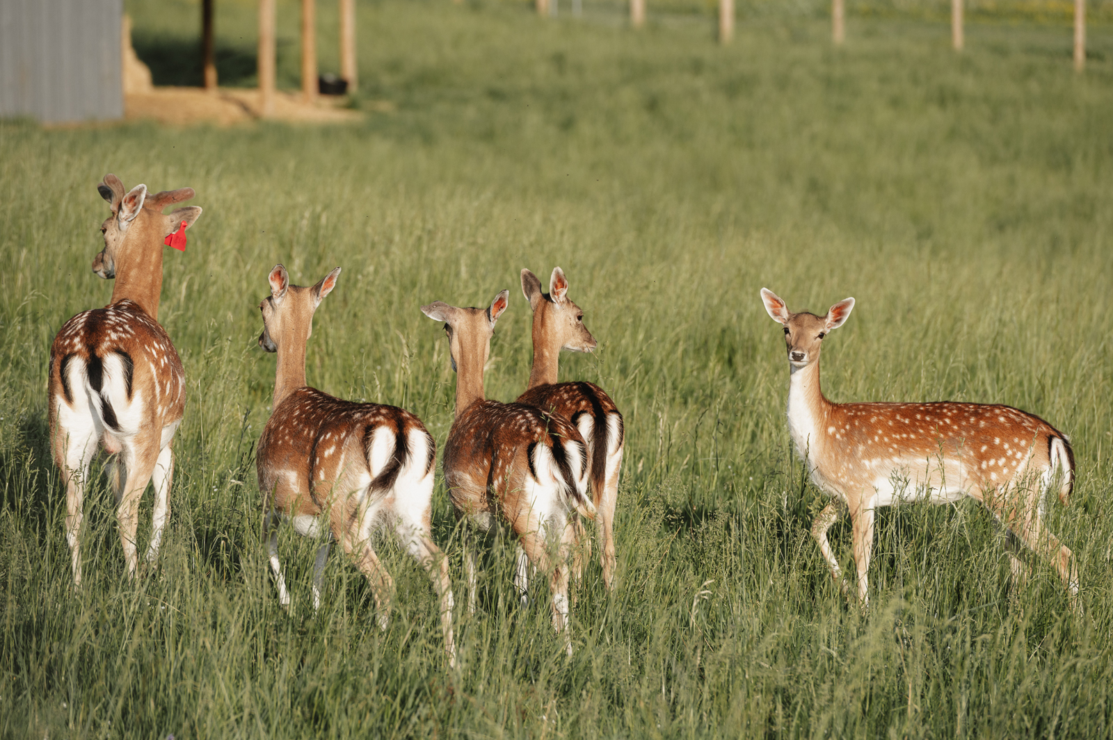 Siguldas ZOO