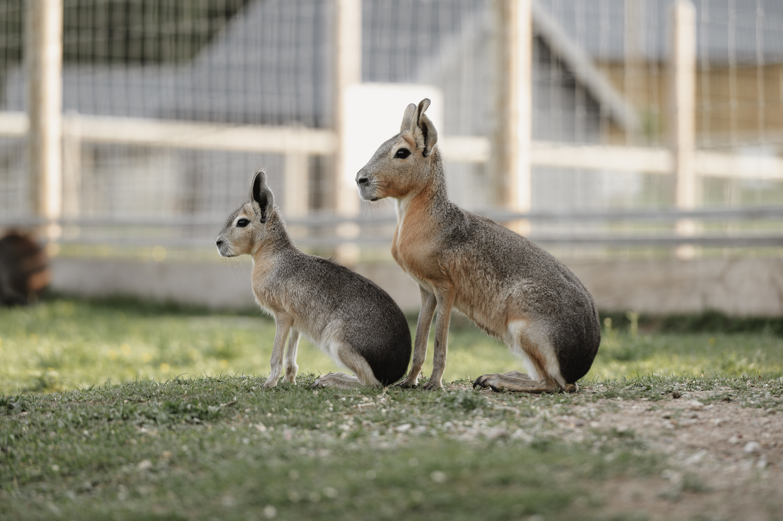 Siguldas ZOO