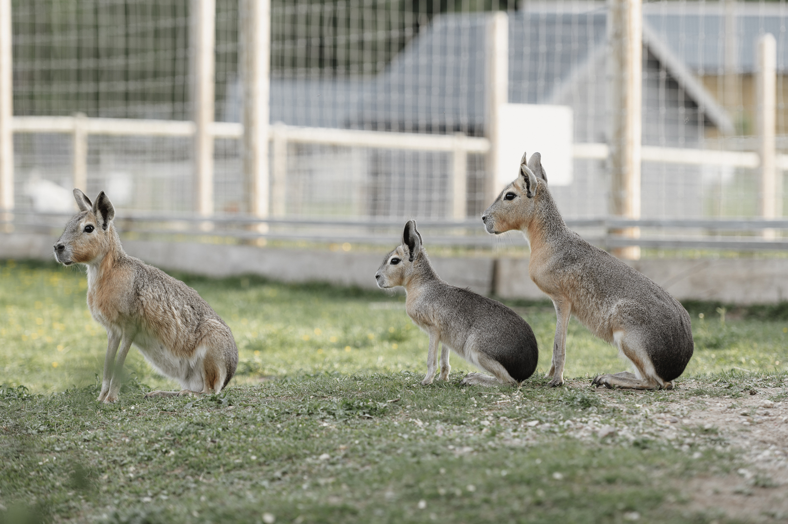 Siguldas ZOO