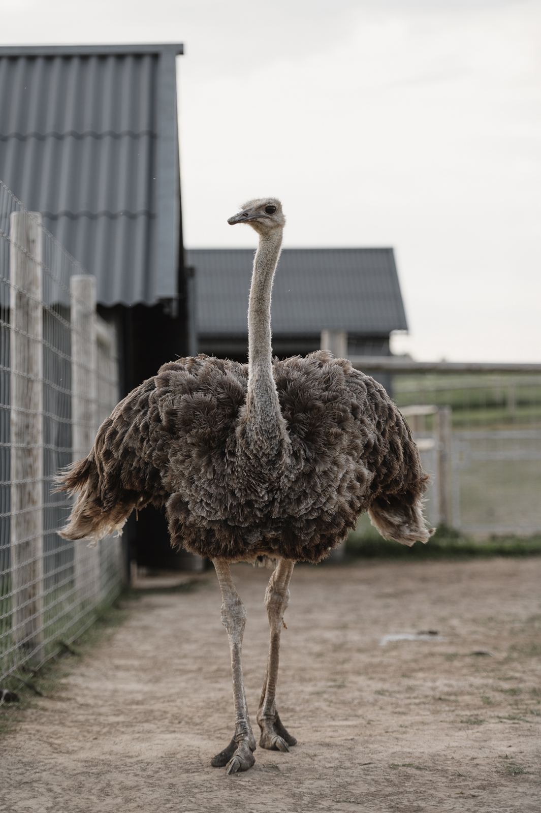 Siguldas ZOO